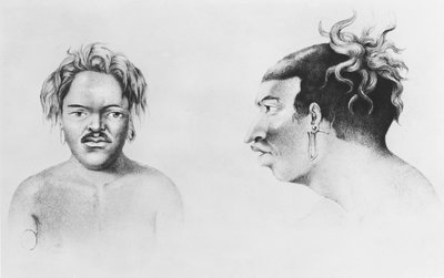 Adalı Türleri, Güney Kutbu ve Okyanusya